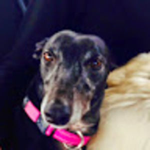 Meet your Posher, Rick